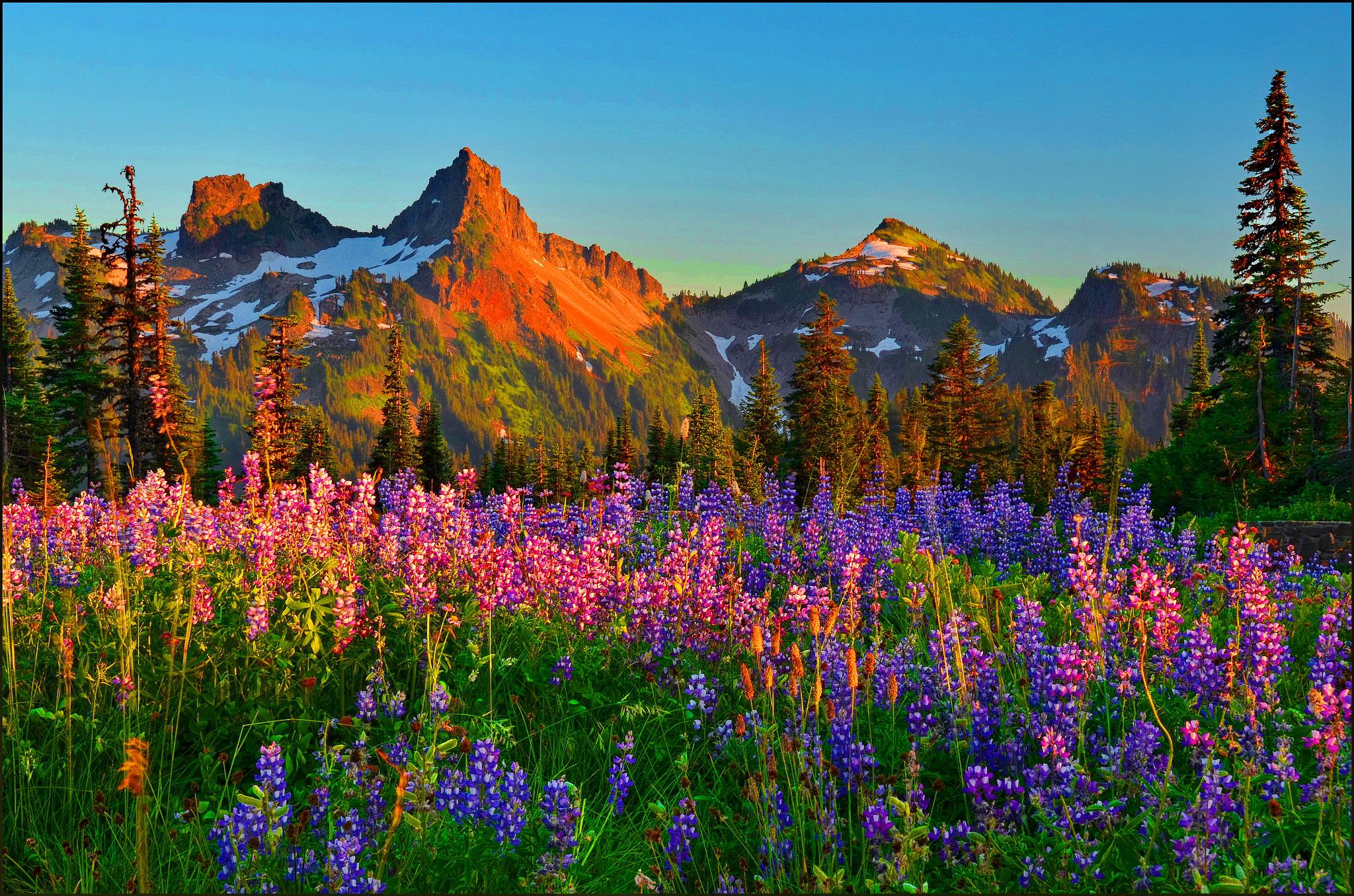 Mountain Wildflowers Wallpaper