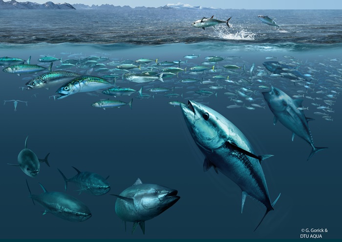 Nature News Feature Quotes Ocean Life Tuna Research