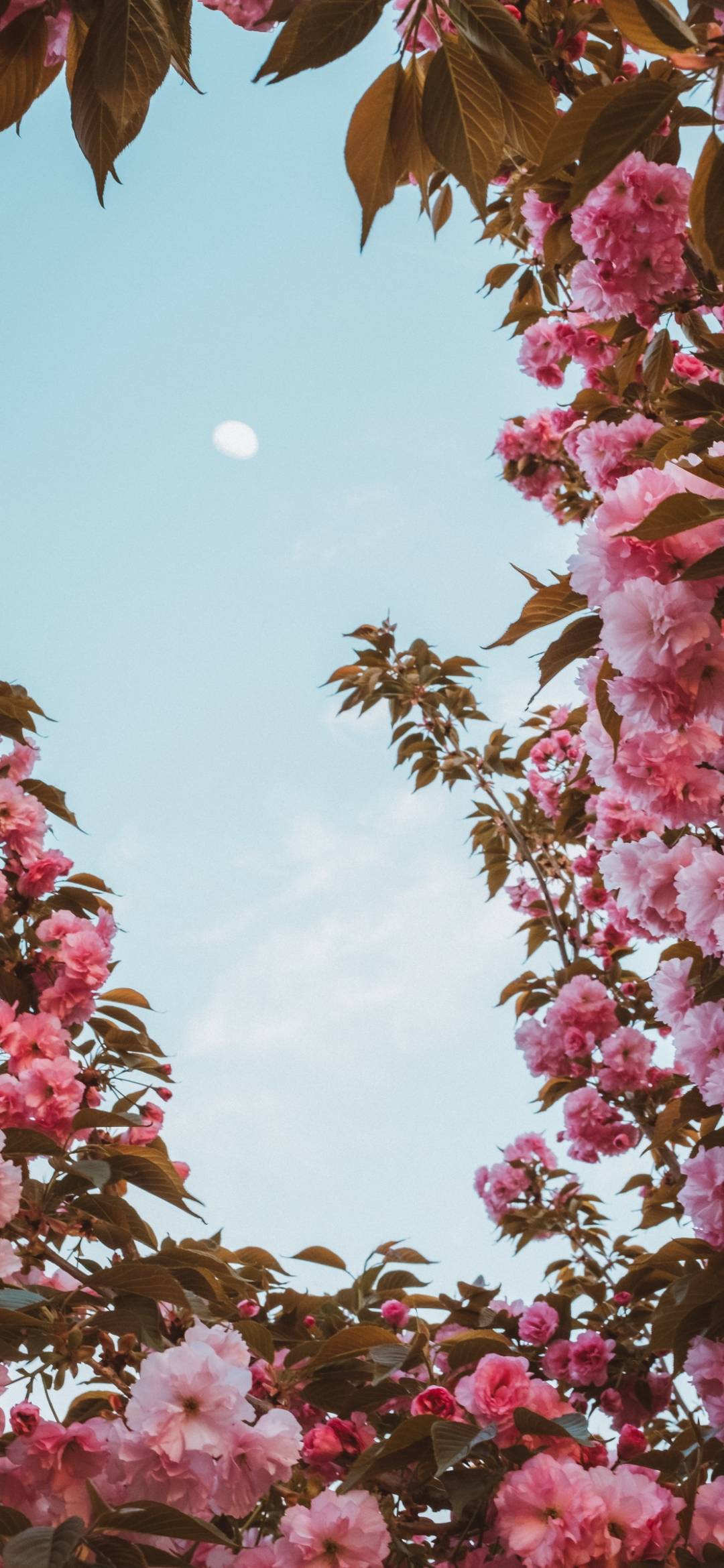 Flower Wallpaper For Phone