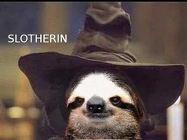 Cute Sloth Meme