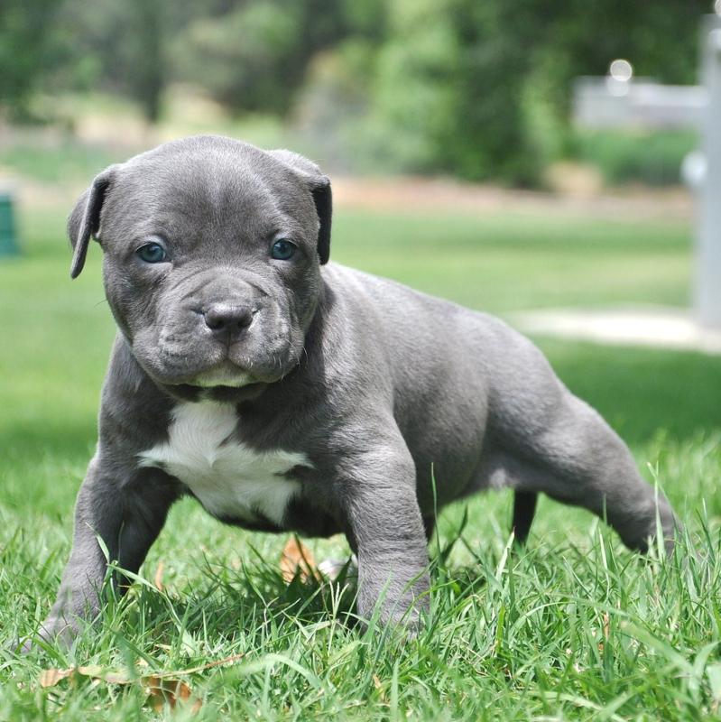 Pitbull Puppies Funny Pet Wallpaper Cute