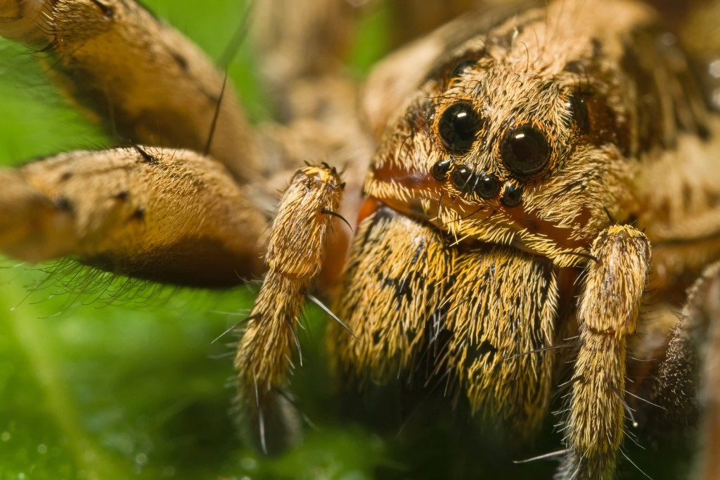 Wolf Spider Close Up Wide HD wallpapers   Wolf Spider Close Up Wide