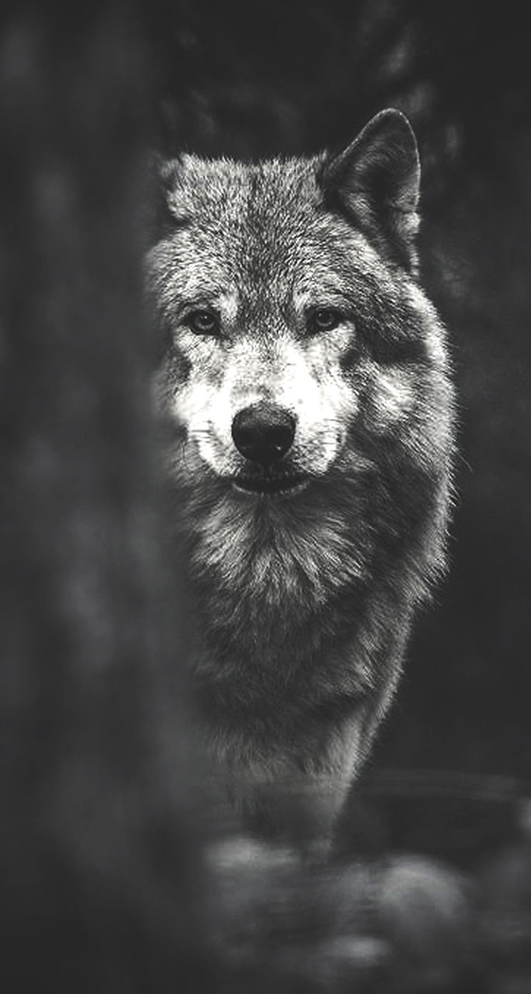 Wolf The Iphone Wallpaper