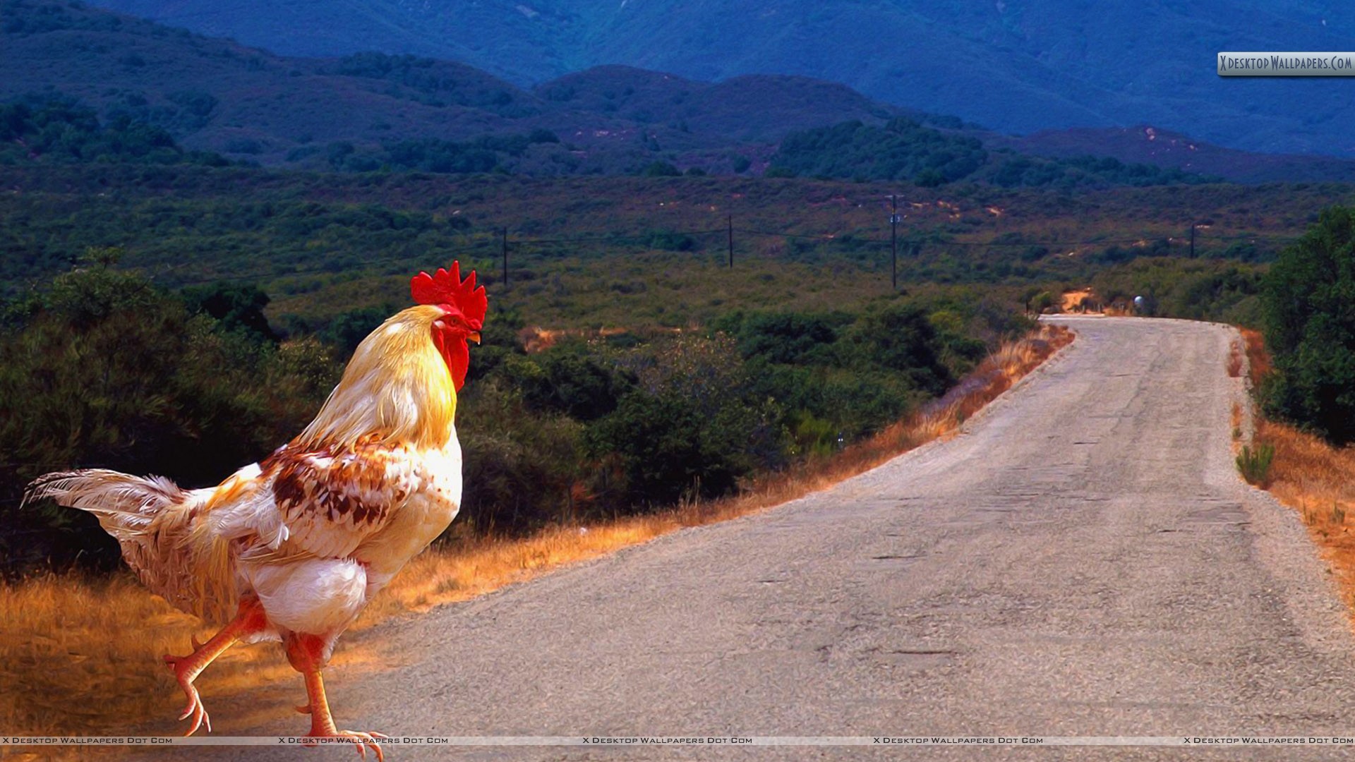 Why Did The Chicken Cross Road Wallpaper