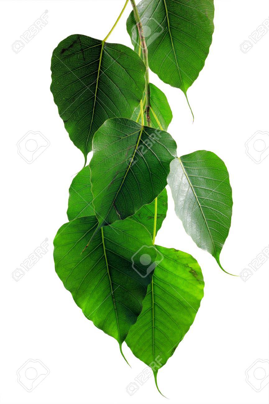 Bo Leaf On White Background Stock Photo Picture And Royalty
