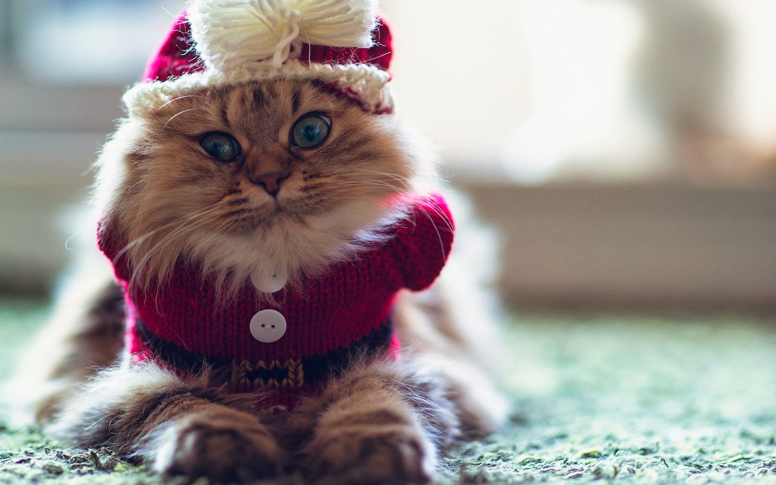 Cute Cat Winter Photo Funny Wallpaper
