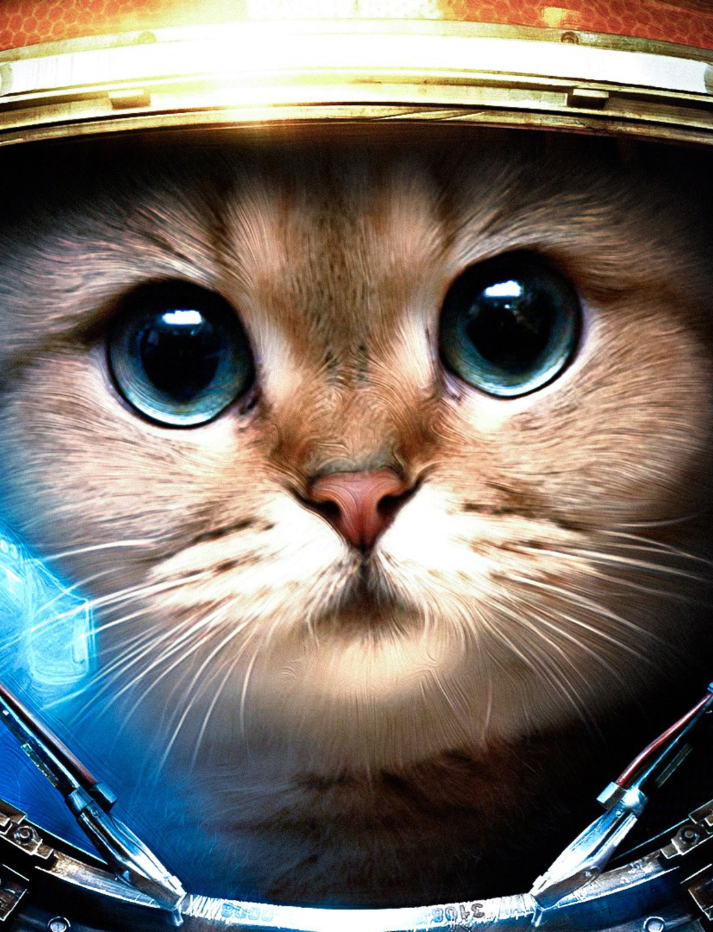Cat From Space HD Wallpaper 0x