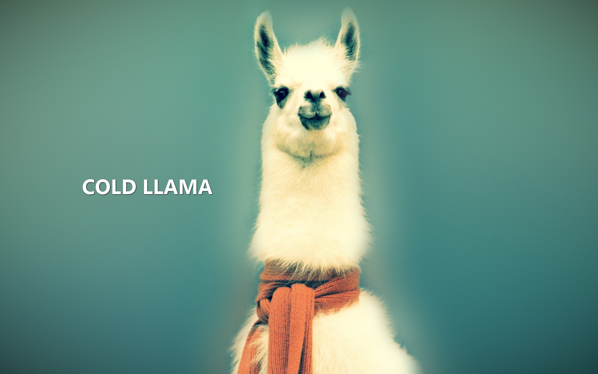 Animals Lama Llamas Abstract Nature Wallpaper HD