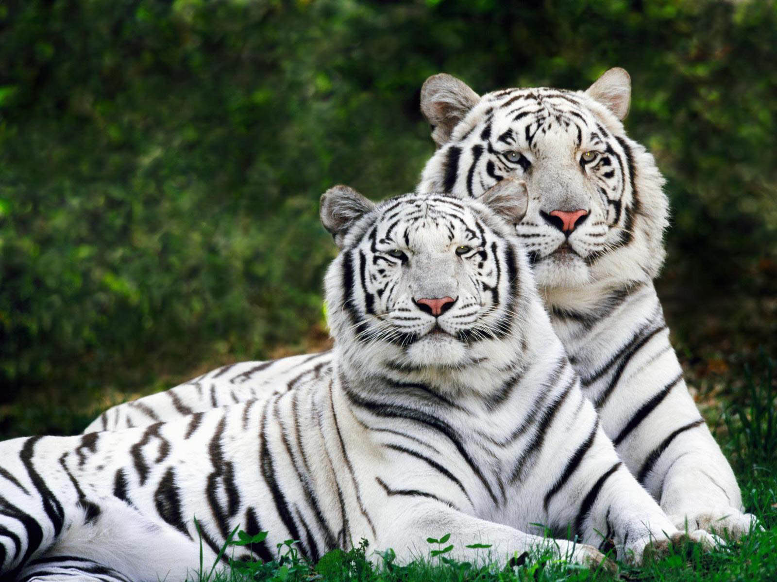 Desktop Wallpaper White Tiger