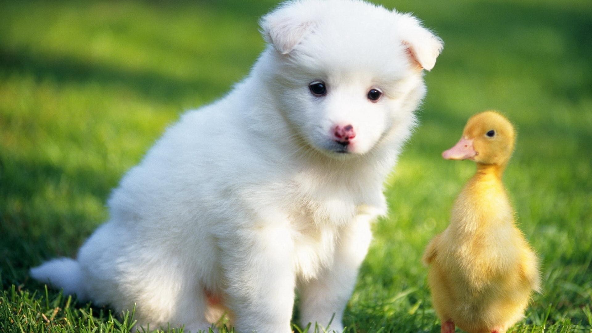 Wallpaper Name  Baby Duck With White Puppy HD Cute Animals Wallpaper