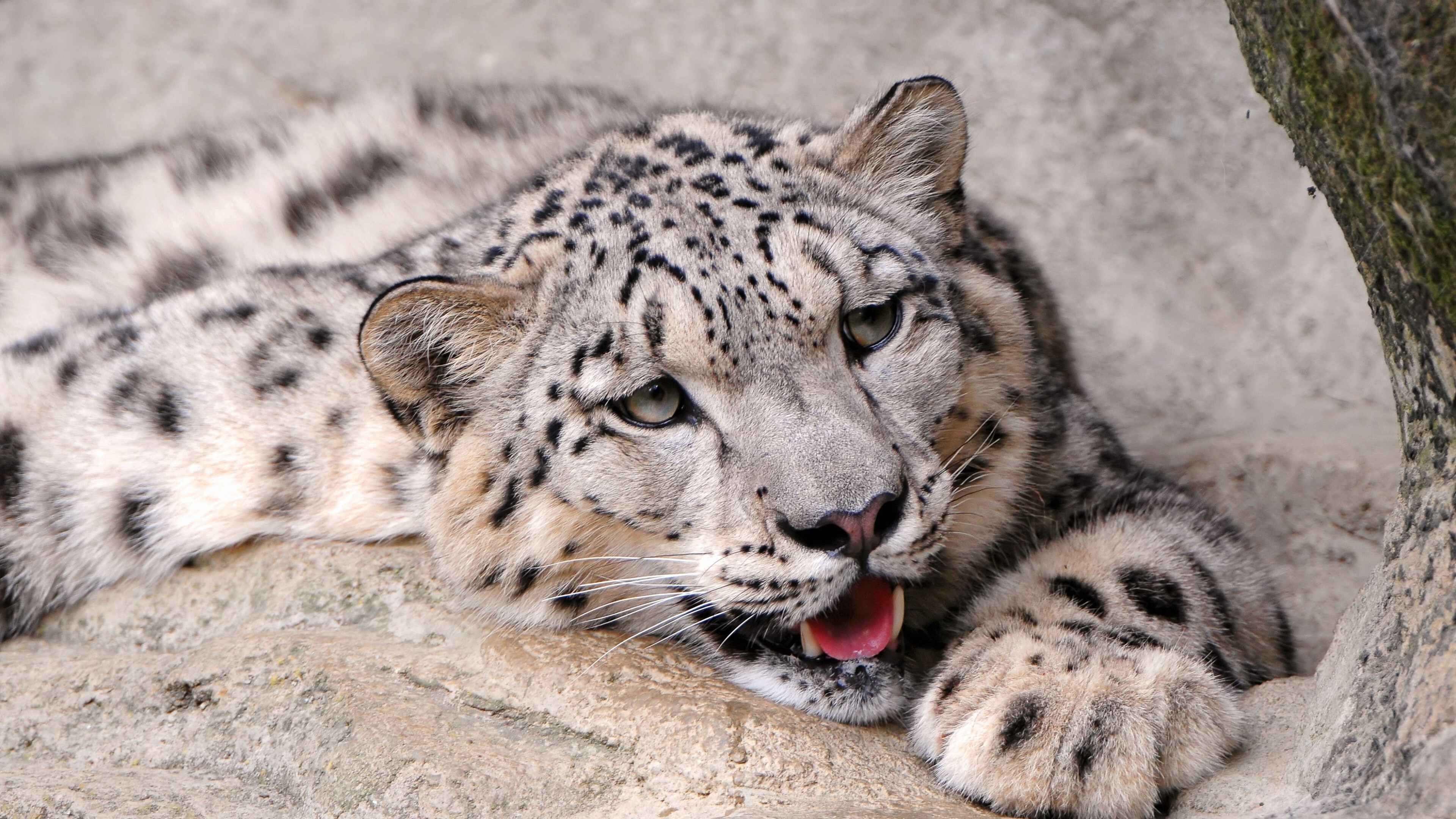 A Close-up of a Majestic Snow Leopard Resting on a Rock