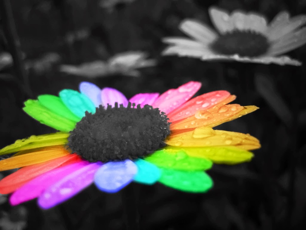 HD Wallpaper U Best Rainbow Flower