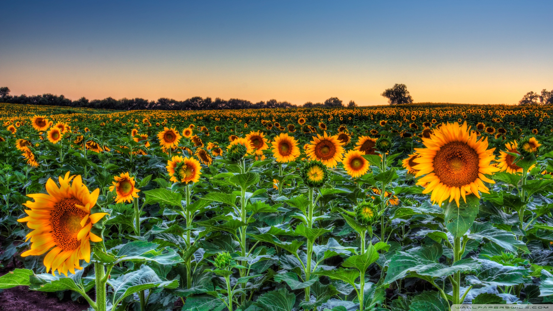 Sunflower Field Wallpaper