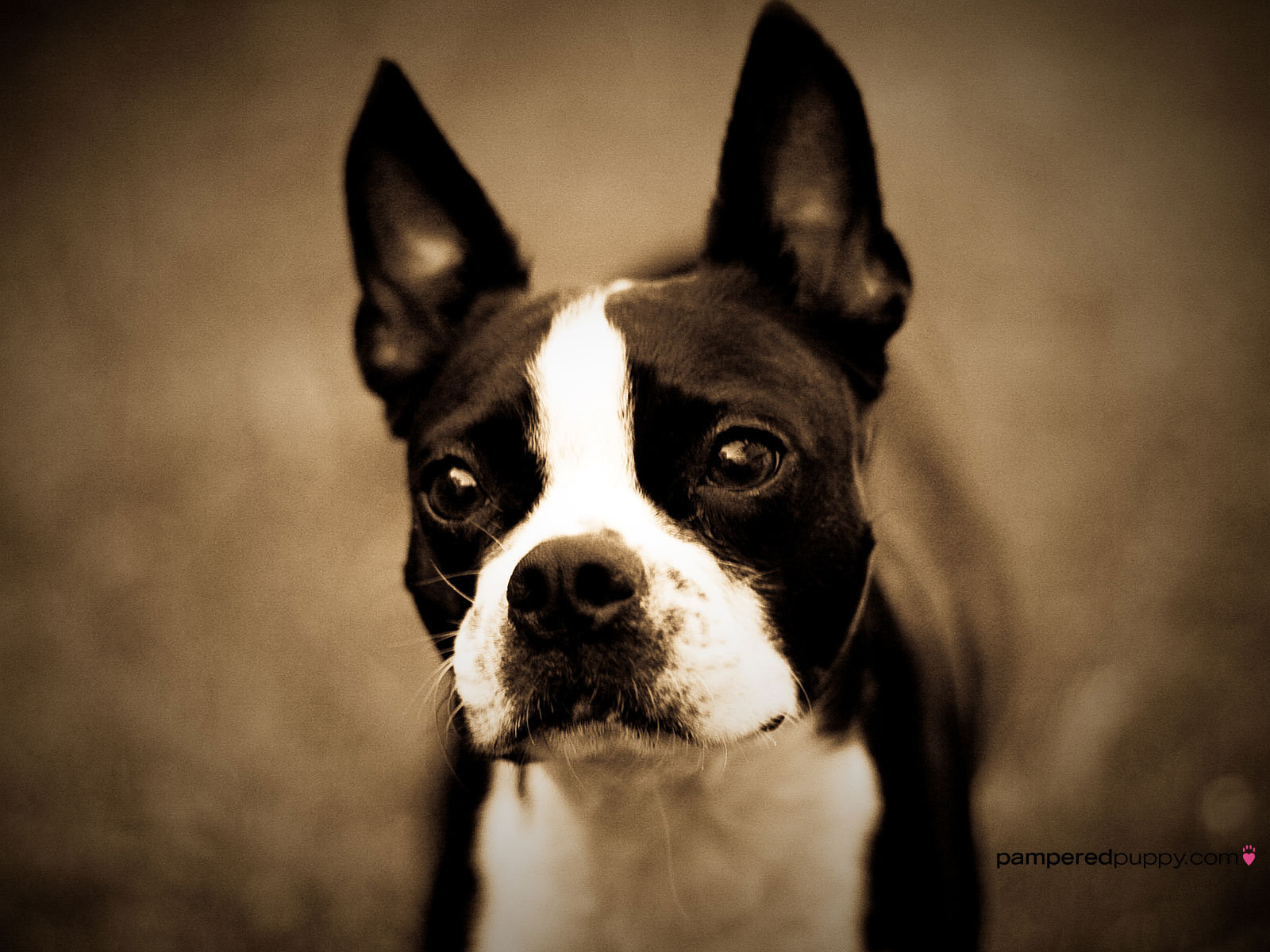 All Small Dogs Image Boston Terrier HD Wallpaper And Background