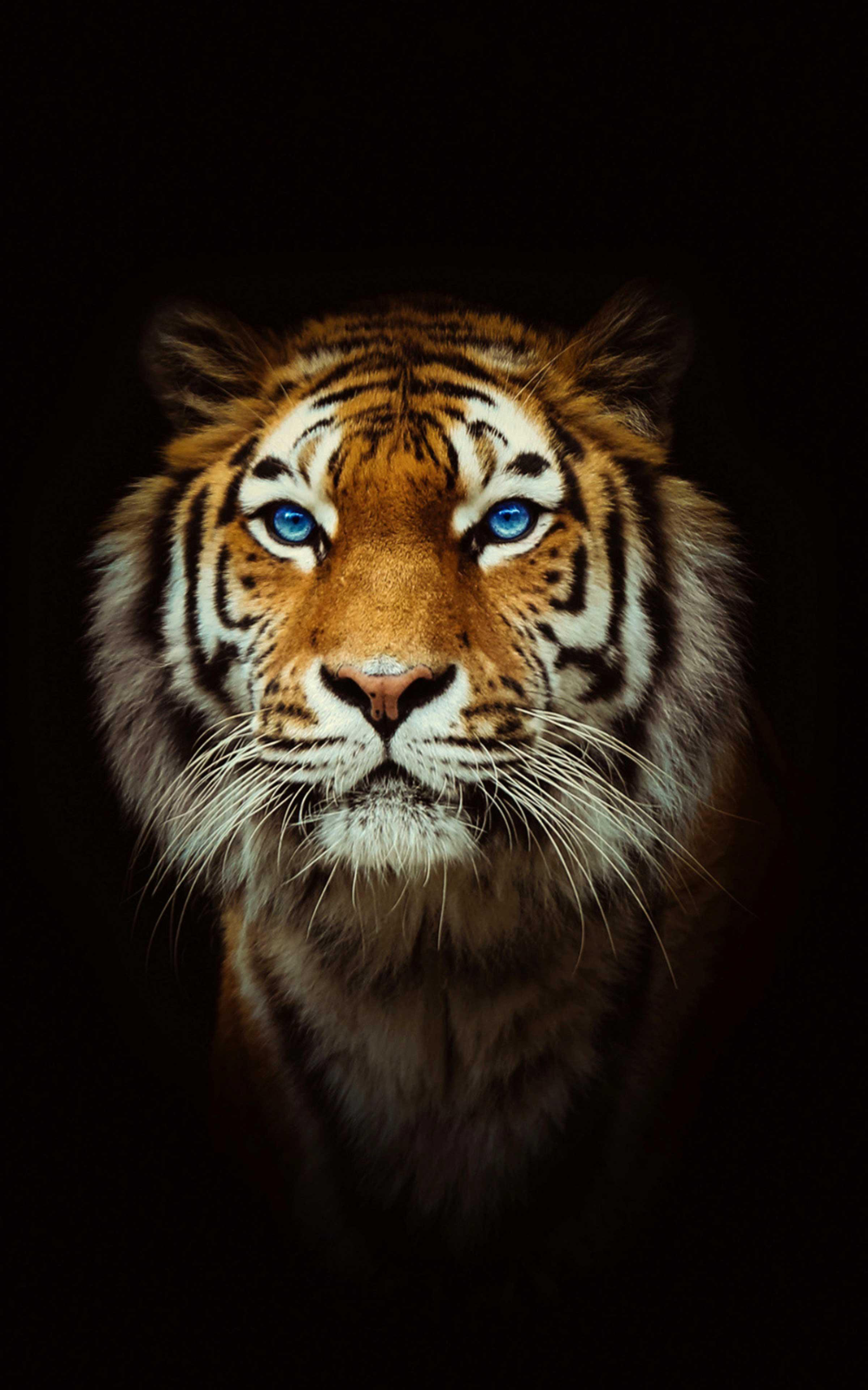 Tiger Wallpaper 4k Best Cool