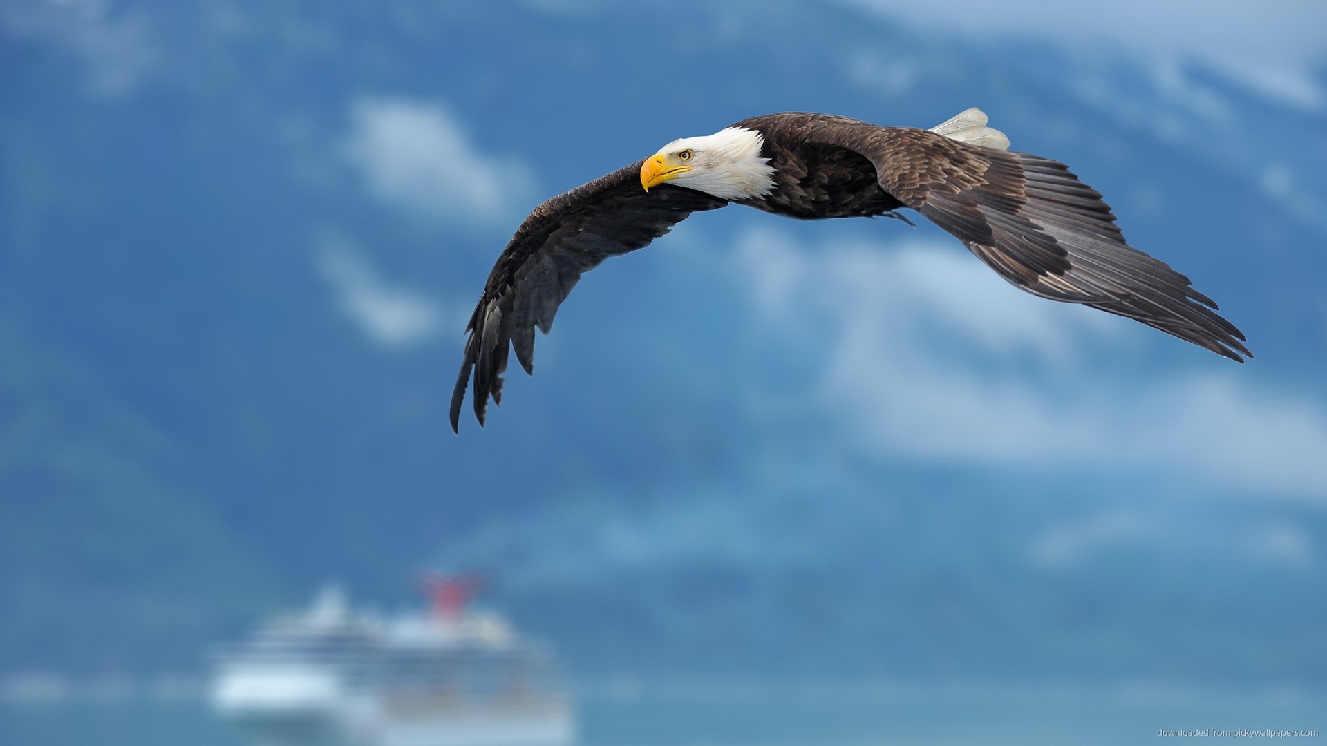 Flying Bald Eagle Over Ocean Wallpaper Screensaver For Kindle3 And Dx