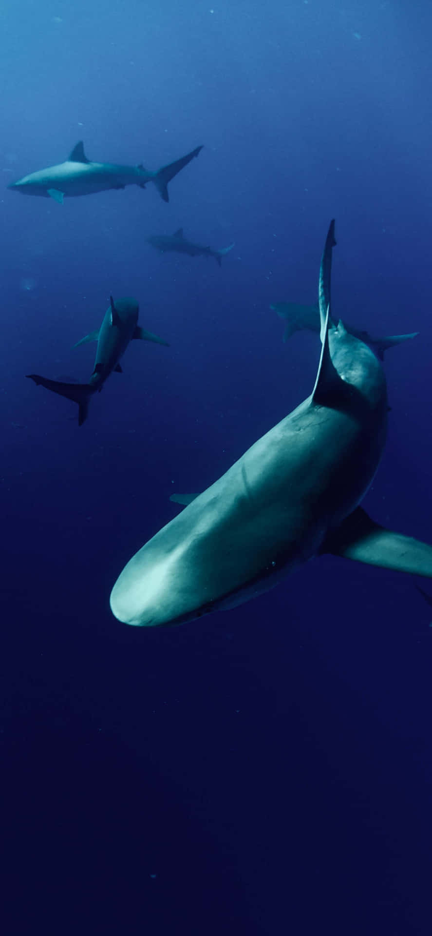 Shark iPhone Wallpaper