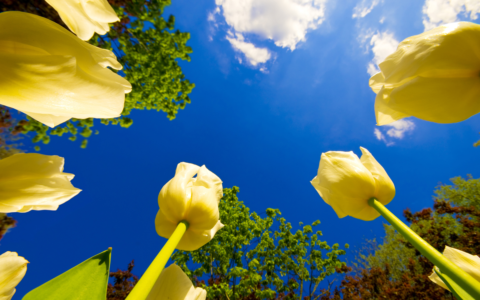 Spring Time Tulips Google Themes Wallpaper