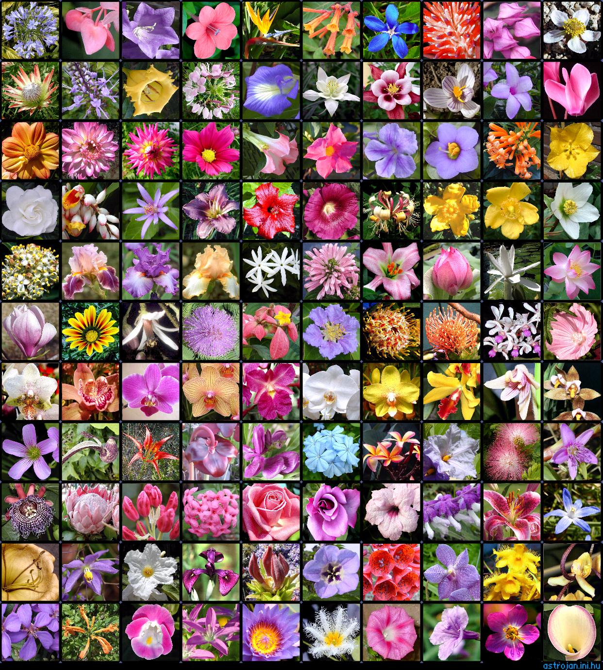 Flower Wallpaper Flowers Photo