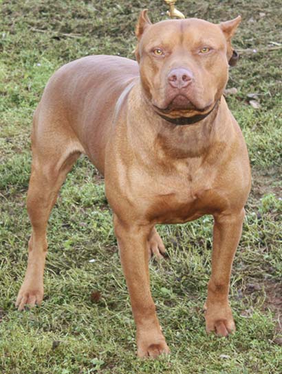 male red red nose american pit bull terrier pounds inches tall