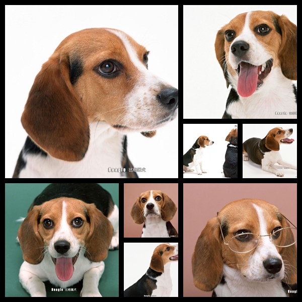 Wallpaper Send Play Sweet Beagle Dogs Gallery On