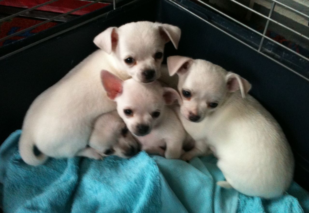 Teacup Chihuahua Puppies For