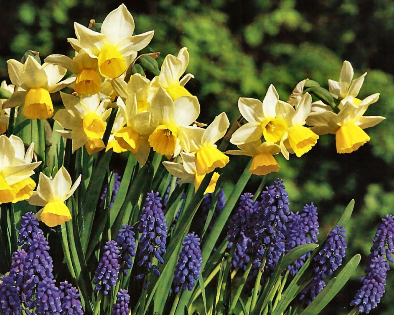 Spring Daffodils Wallpaper HD