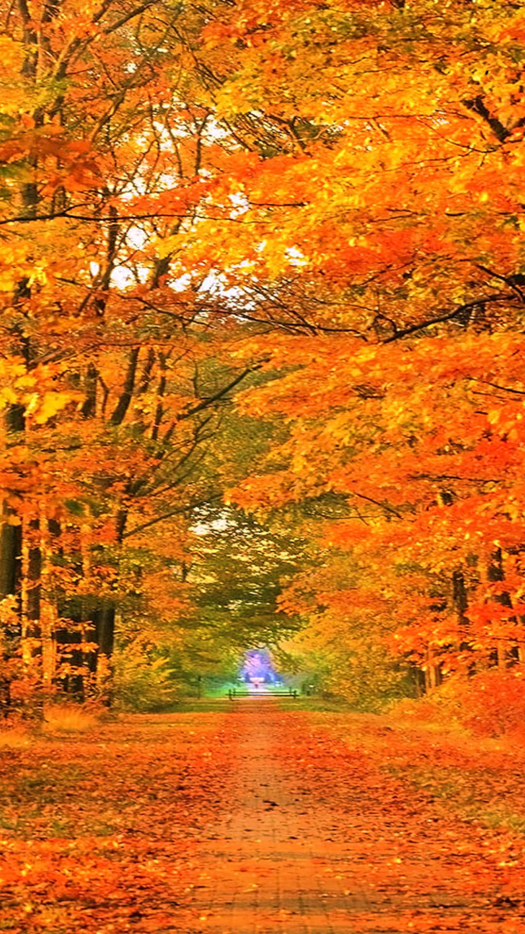 Autumn iPhone Plus Wallpaper