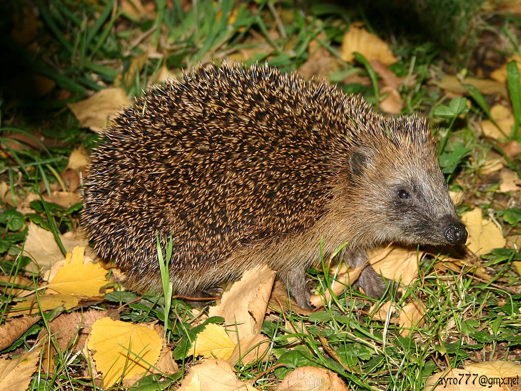 Hedgehog Wallpapers Images and animals Hedgehog pictures 685