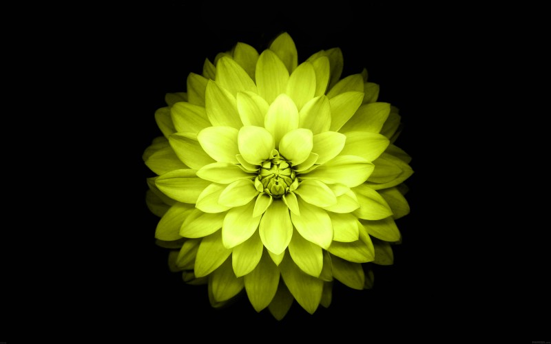 Name iPhone Plus Yellow Lotus Flower Retina Wallpaper
