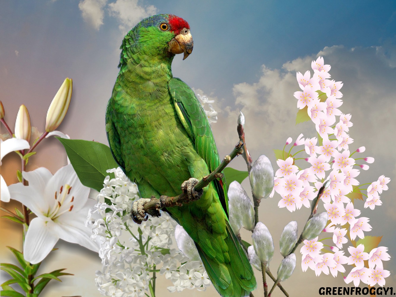 Green Parrot Wallpaper And Background Image Id
