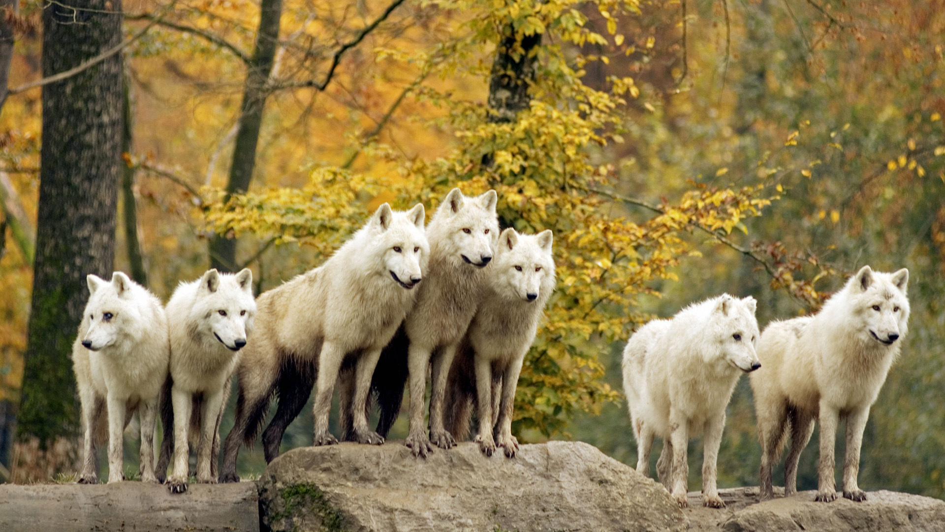 White Wolf Pack Desktop Wallpaper