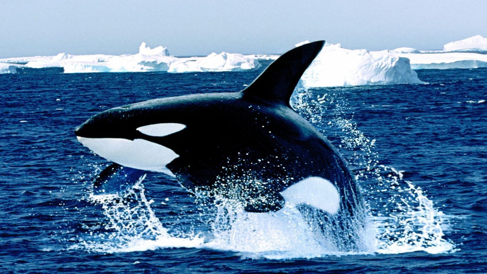 Orca Whale Wallpaper
