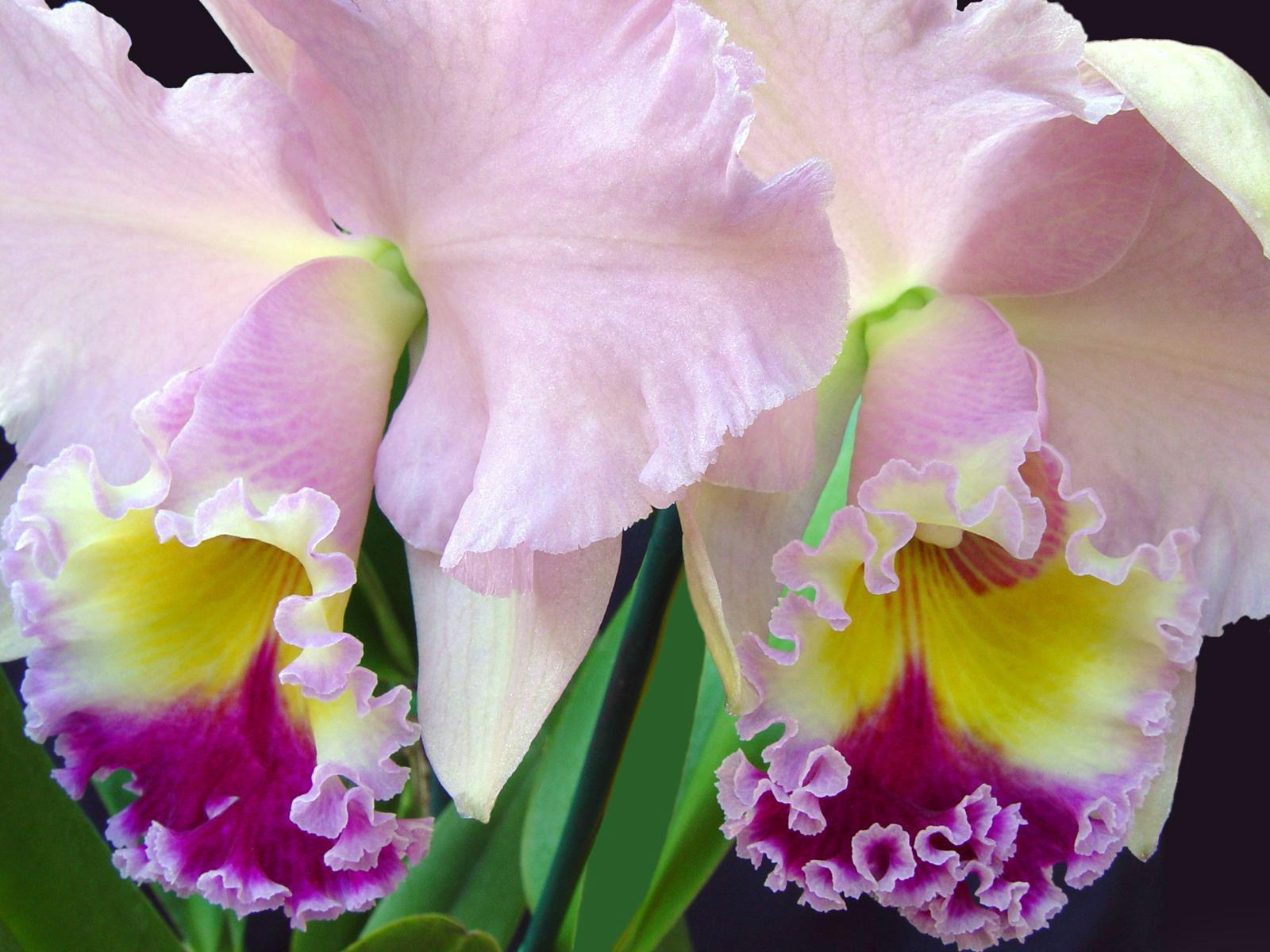 Pantalla Fondos Naturaleza Flores Pink Iris Flowers Wallpaper