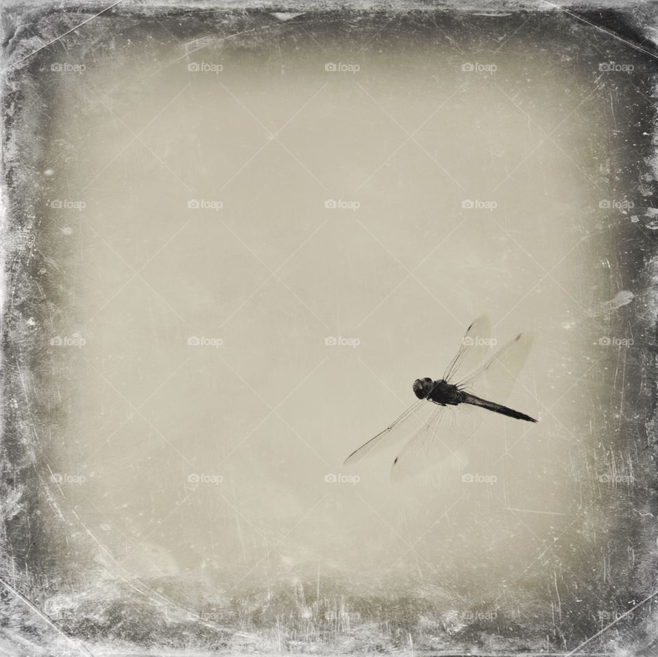 Foap A Dragon Fly With Tintype Filter Scratched Background
