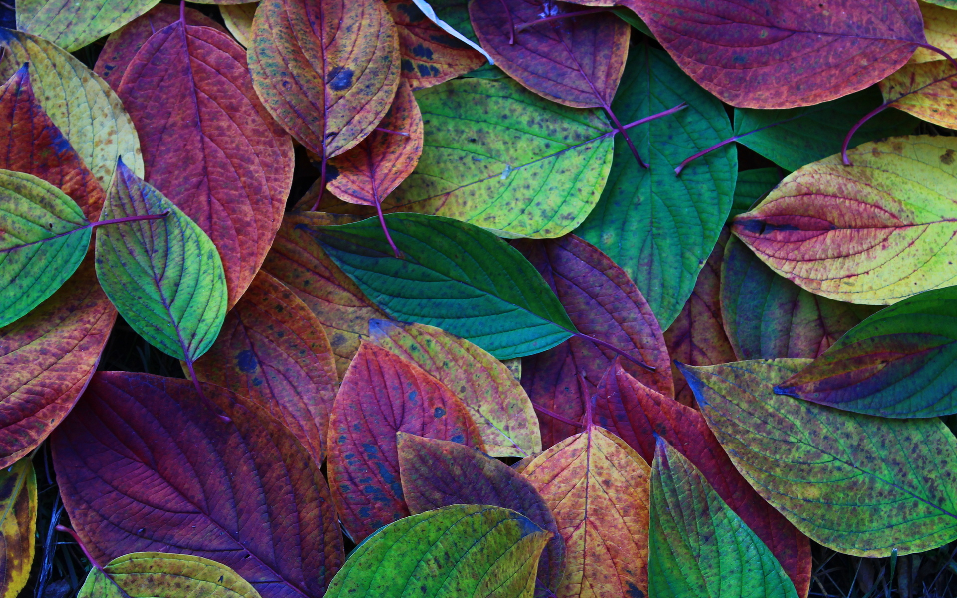 Close-up of colorful fall leaves in various shades of red, orange, yellow, green, and purple, showcasing the vibrant beauty of autumn foliage