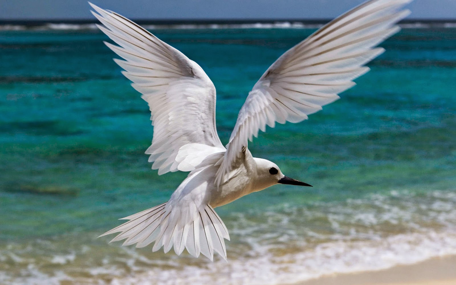 Most Beautiful Flying Birds New HD Wallpaper