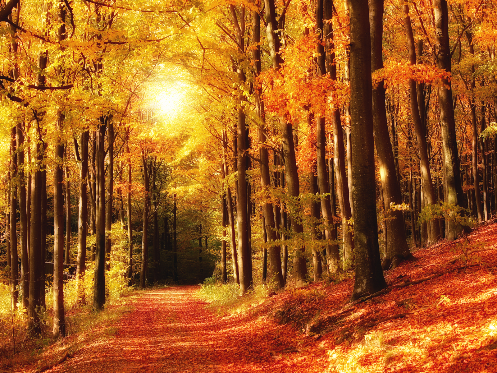 Dreamy Autumn Wallpaper Conservatives Declare War On English And