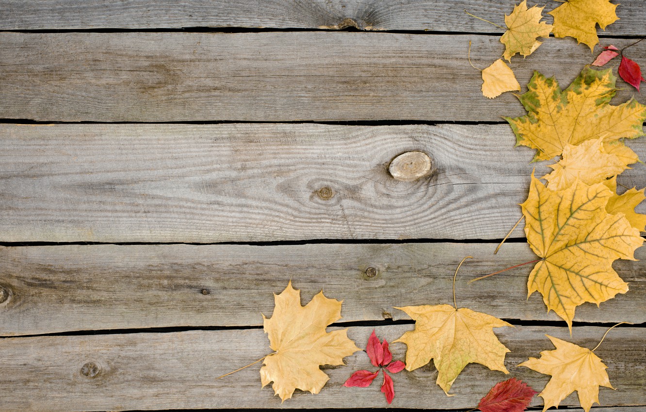 Wallpaper Autumn Leaves Background Tree Board Wood