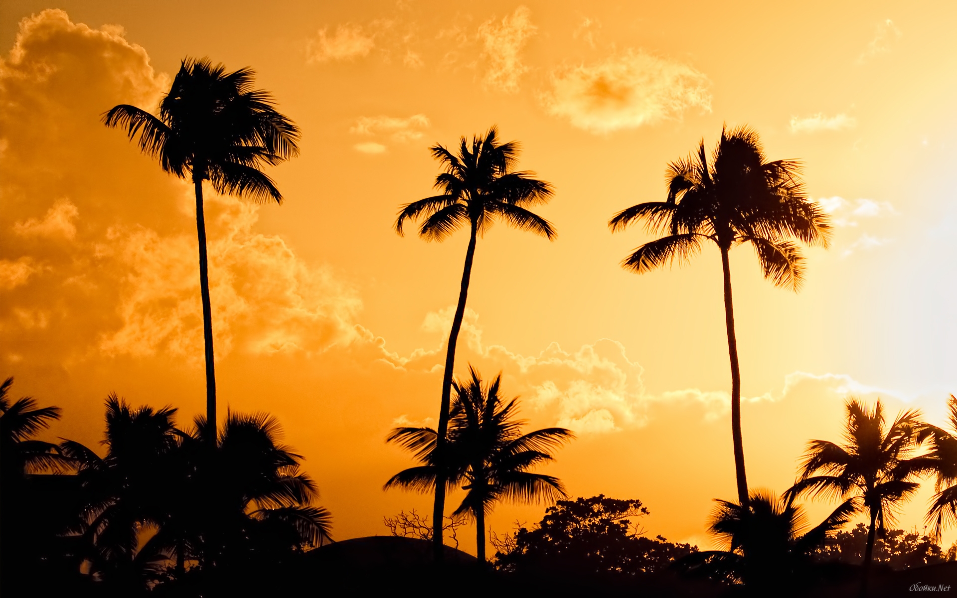 Palm trees at sunset background wallpaper HD Desktop Wallpaper