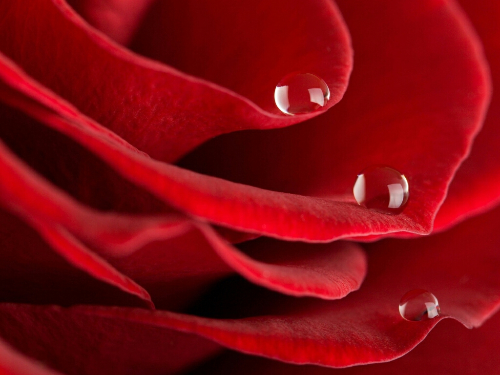 Flowers For Flower Lovers Red Rose Desktop HD Wallpaper
