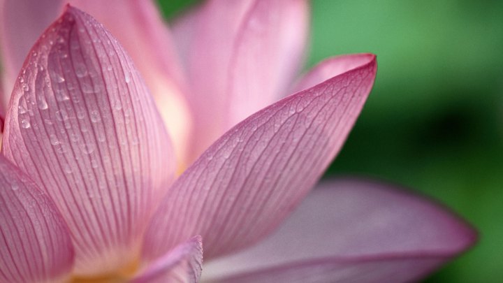 Lotus Flower Spring Rain Desktop Wallpaper Nexus Original