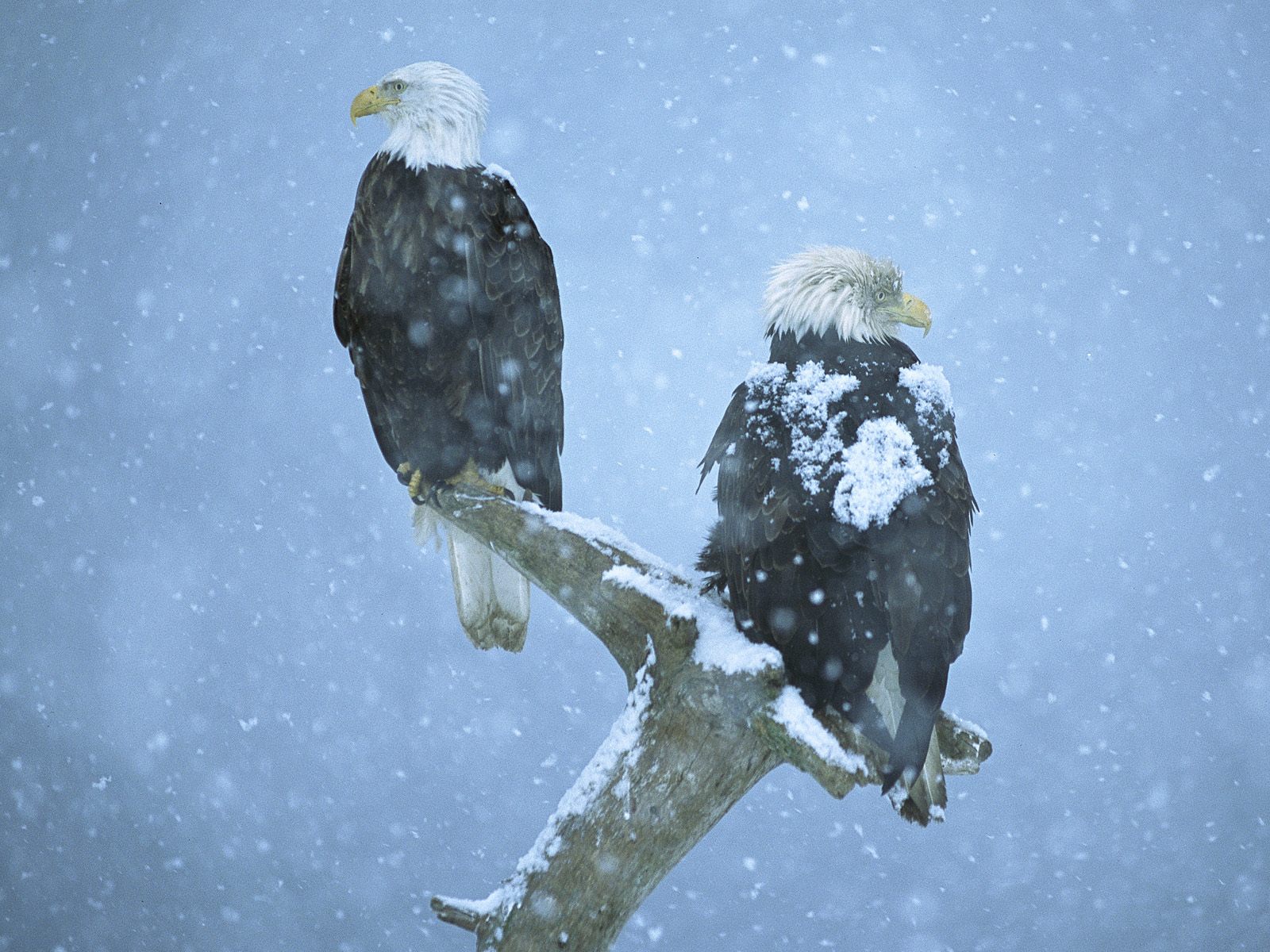 Bald Eagle HD Wallpaper All About Real