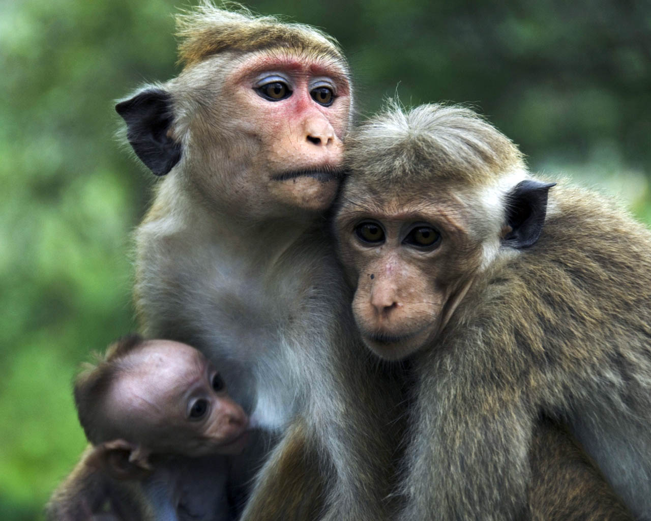 When A Monkey Yawns It Apparently Means That Either The Is