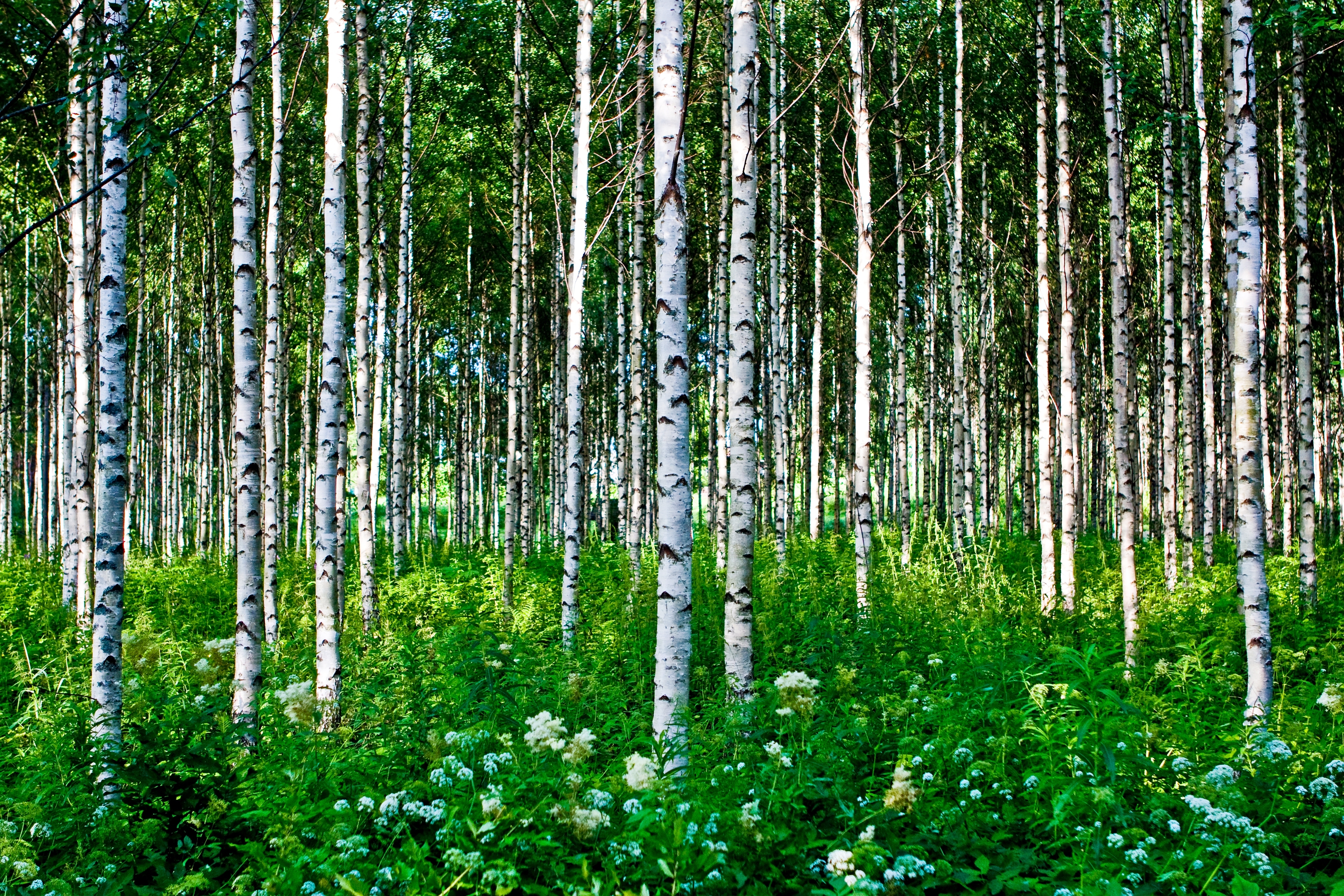 Birch Tree Desktop Wallpaper At Tommy Bautista Blog