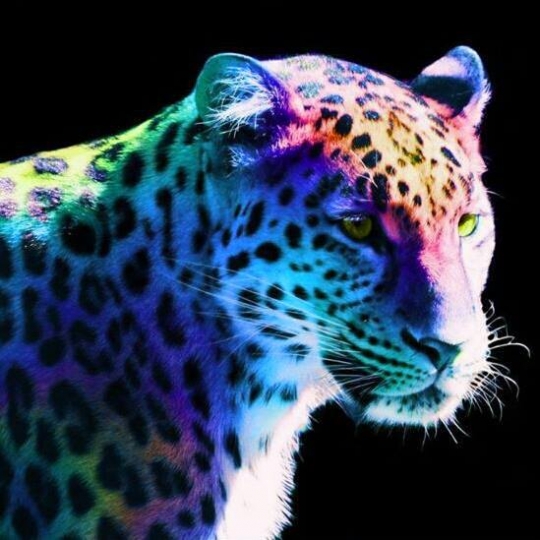 Leopard Rainbow Cats Wallpaper Desktop