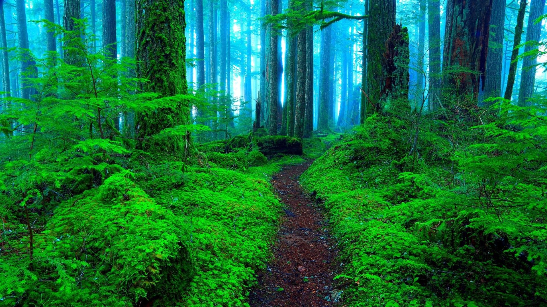 Green Forest Wallpaper