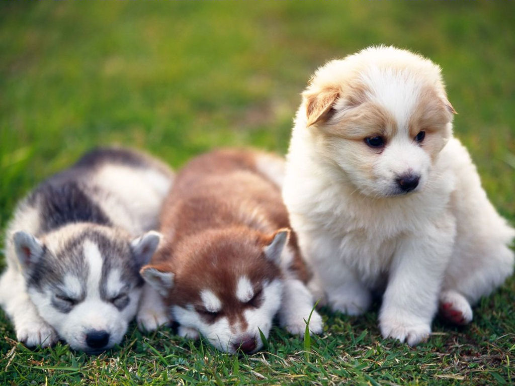 Husky Cute Puppies Wallpaper for your Computer Desktop