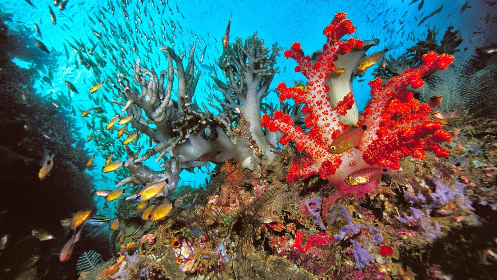 Coral Reef   HD Wallpapers Earth Blog