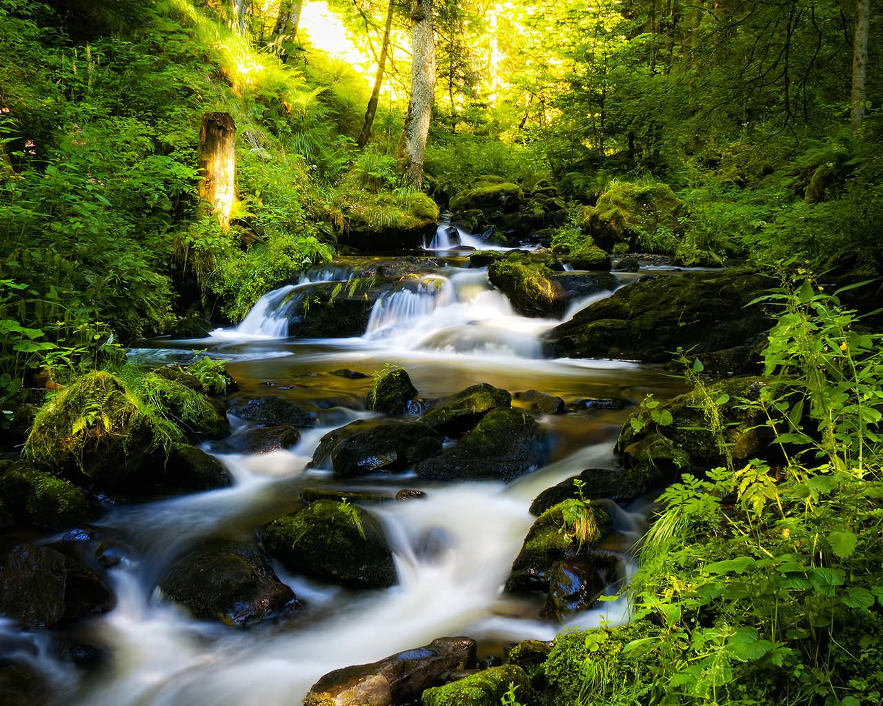 Background Beautiful Pictures River Scenic Woods Wallpaper